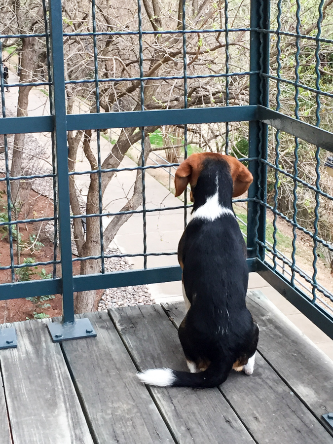 Watching the Trail in Austin, Texas