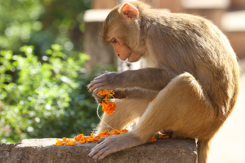 Lunch in Jaipur, India