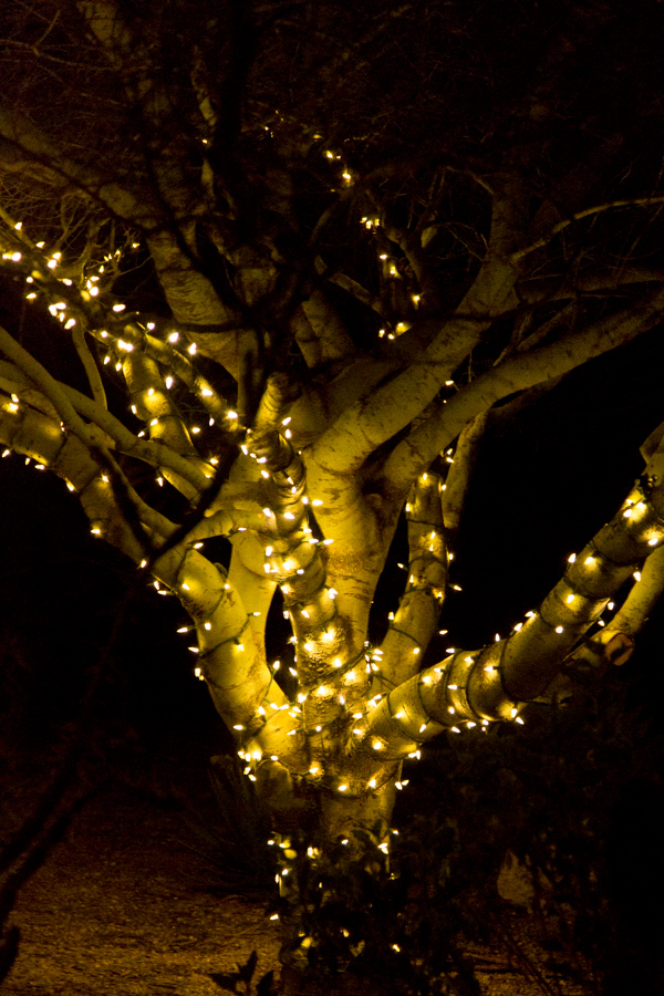 Lit Tree in Phoenix, Arizona