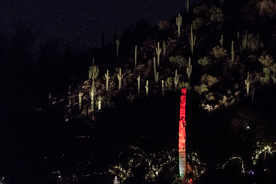 Red Saguaro in Phoenix, Arizona