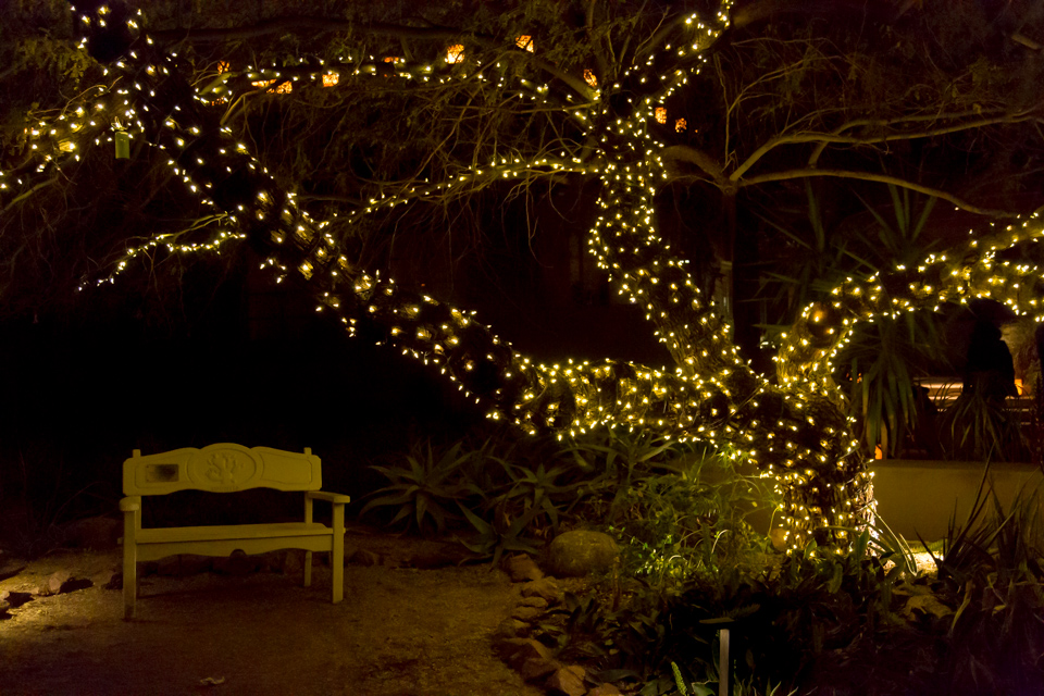 Under the Tree in Phoenix, Arizona