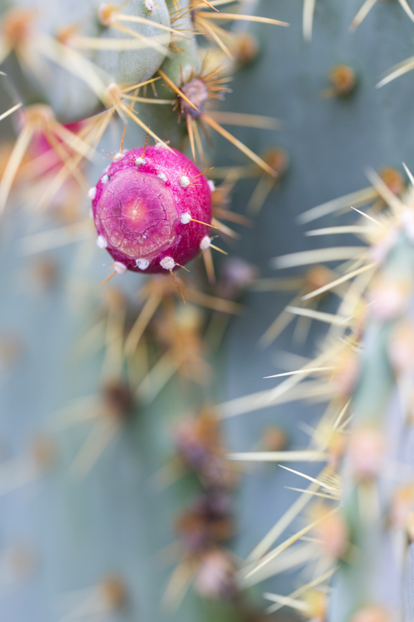Fruit in Phoenix, Arizona