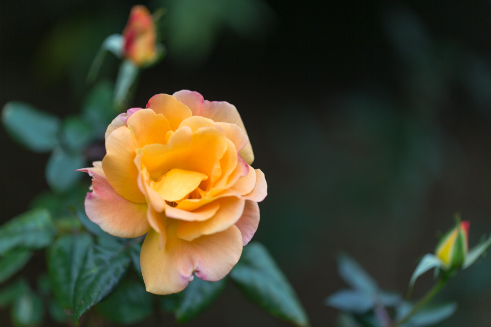Yellow Rose in Phoenix, Arizona