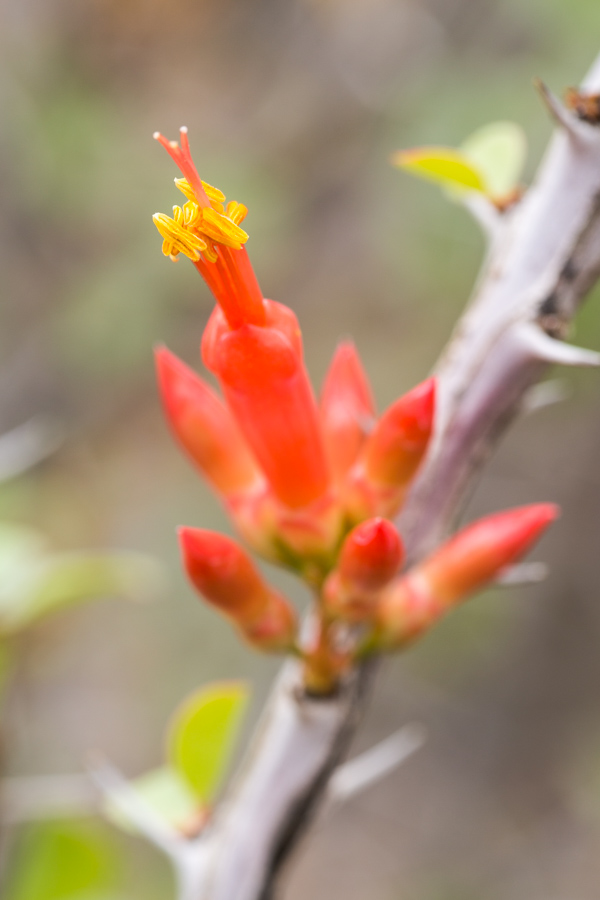 Ocotillo Flower in Phoenix, Arizona