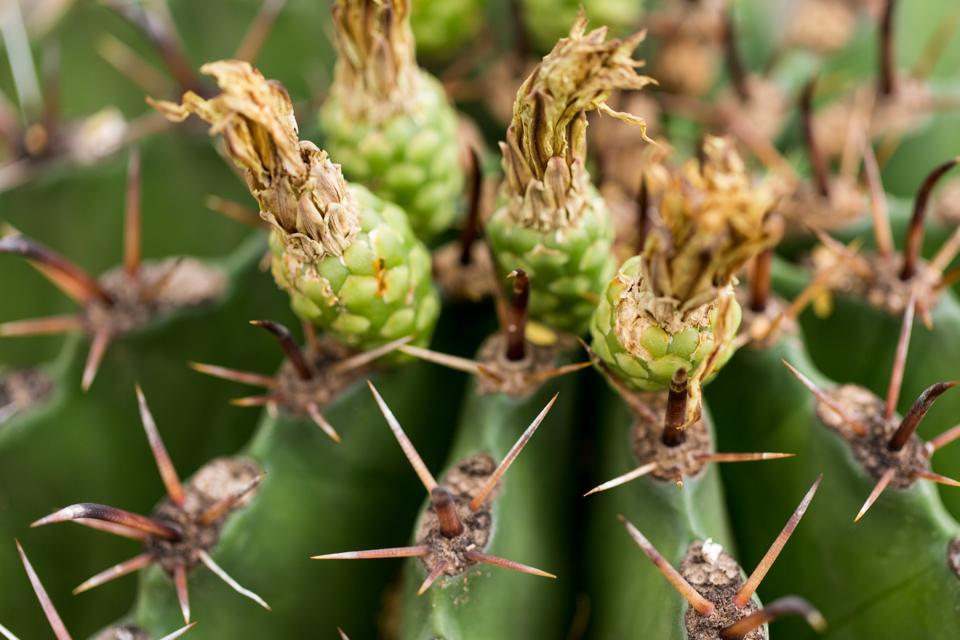 Seed Pods in Phoenix, Arizona