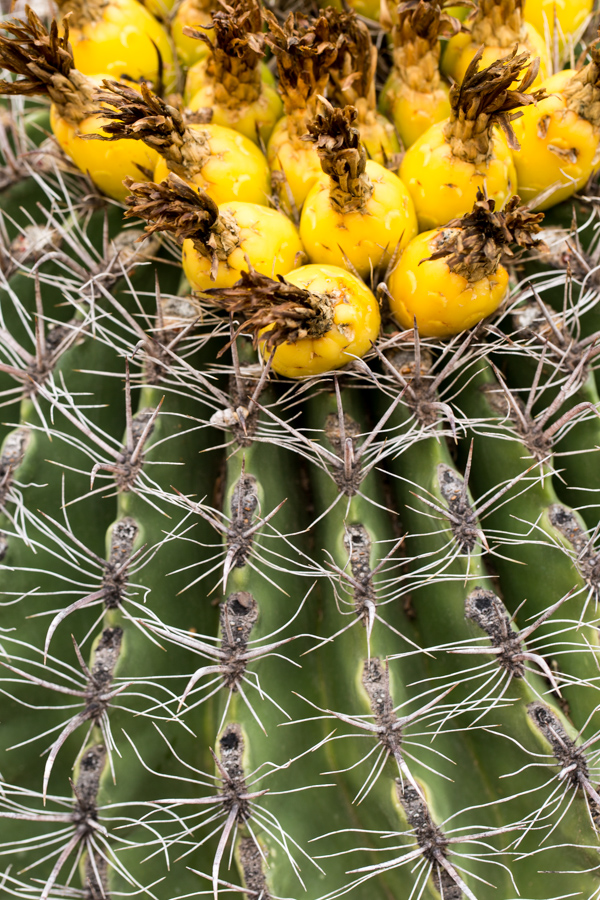 Yellow Pods in Phoenix, Arizona
