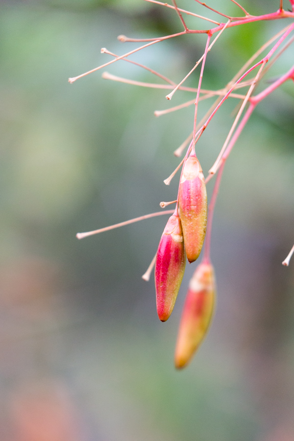 Red Seeds in Phoenix, Arizona