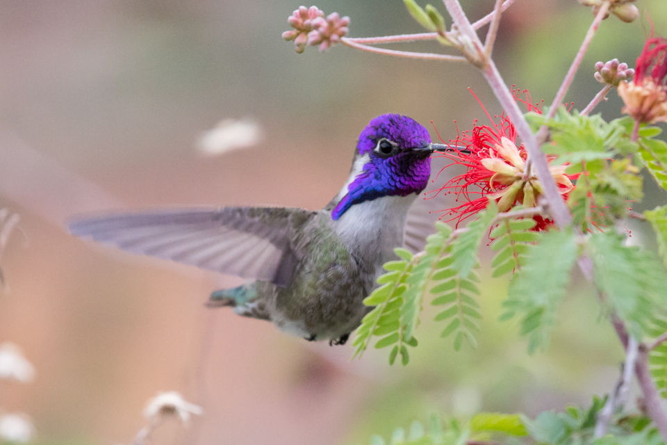 Purple Hood in Phoenix, Arizona