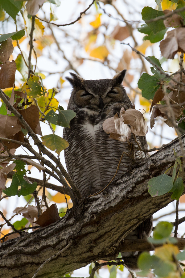 Big Owl in Phoenix, Arizona