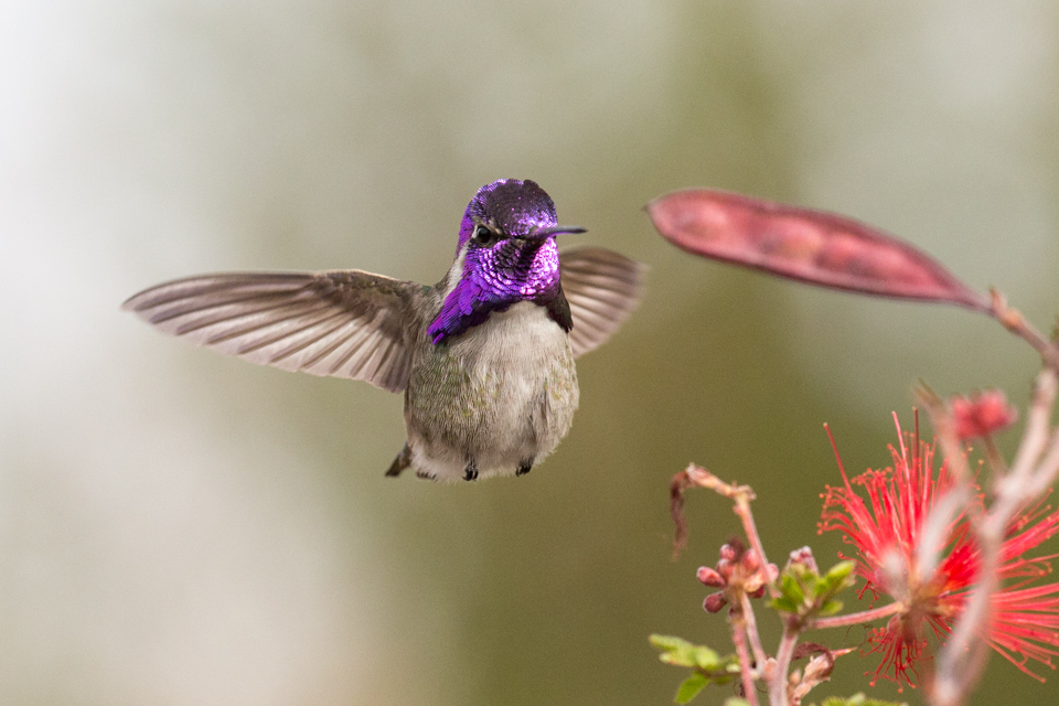 Chubby Bird in Phoenix, Arizona