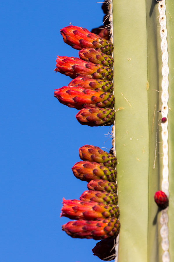 Red Buds in Phoenix, Arizona