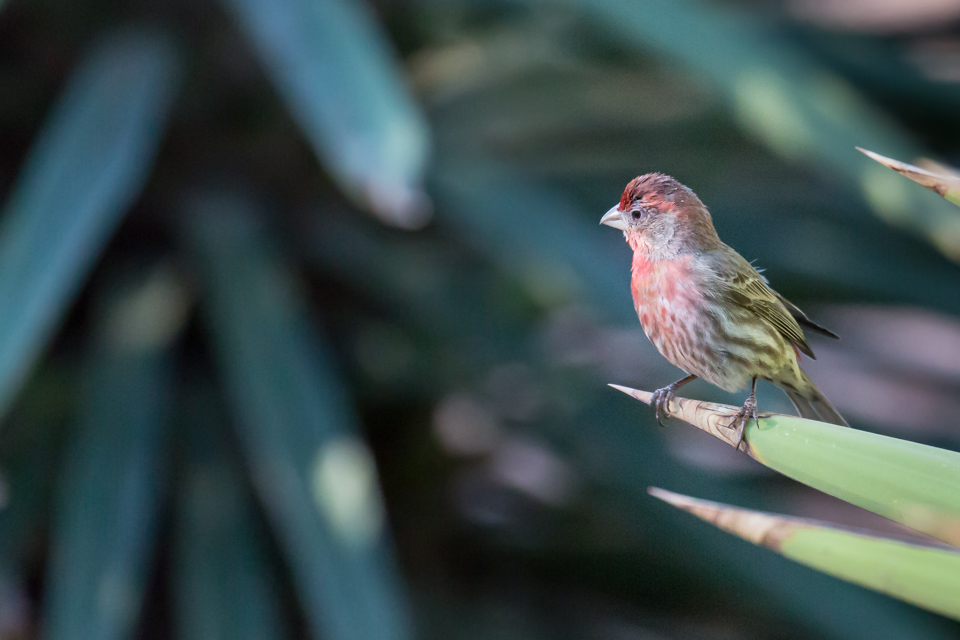 Finch in Phoenix, Arizona