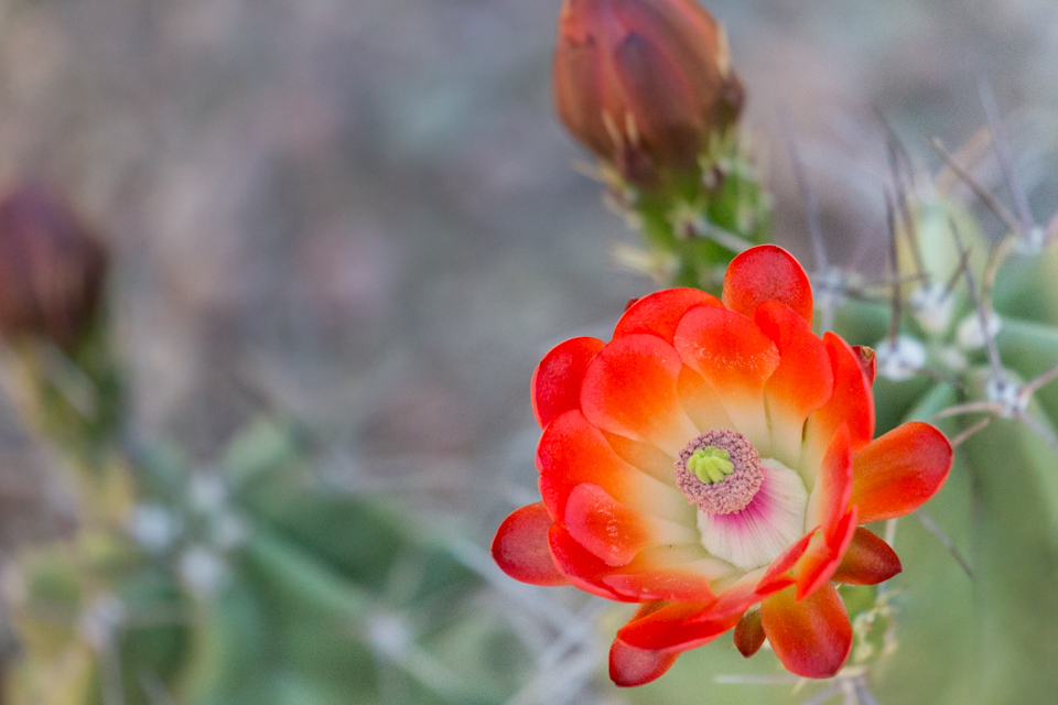 Red Flower in Phoenix, Arizona