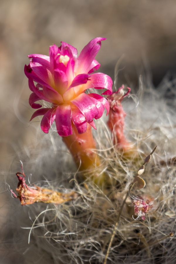 Flower Tree in Phoenix, Arizona