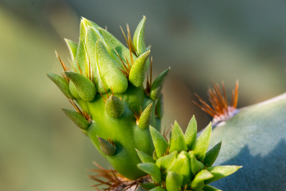 Cactus Bud in Phoenix, Arizona