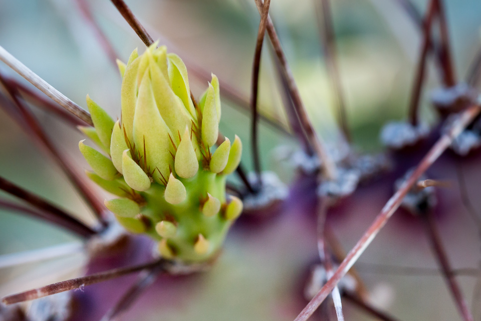 Little Spines in Phoenix, Arizona