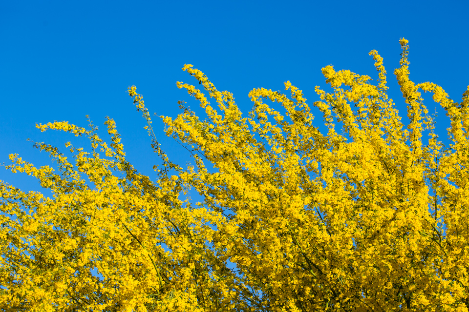Yellow Burst in Phoenix, Arizona