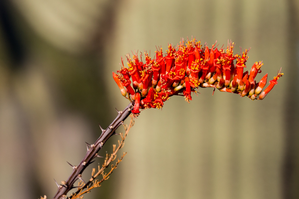 Red Blaze in Phoenix, Arizona