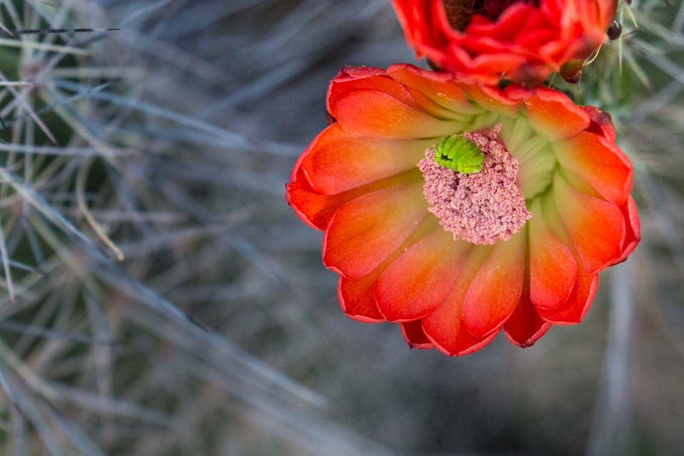 Neon Flower in Phoenix, Arizona