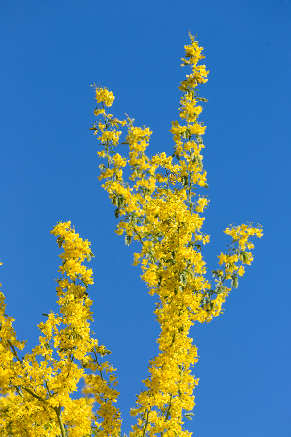 Yellow Tree in Phoenix, Arizona