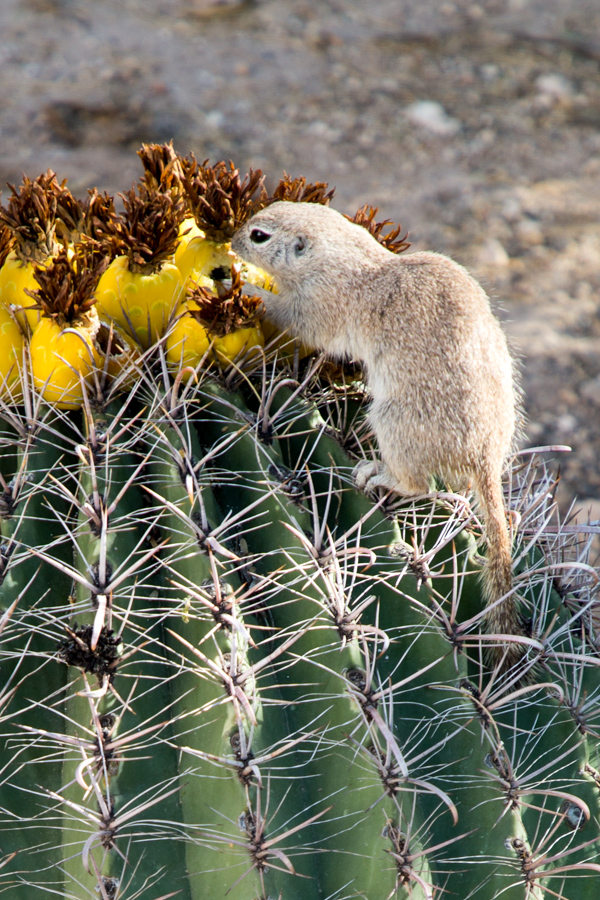 Prickly Lunch in Tucson, Arizona