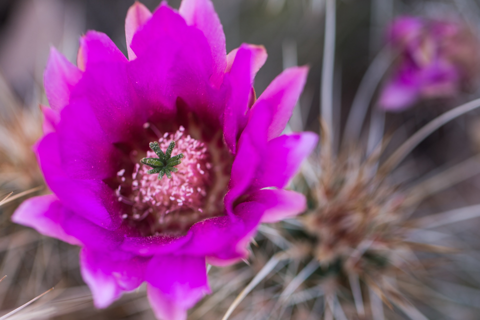Burst of Violet  in Phoenix, Arizona
