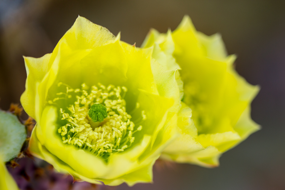 Yellow in Phoenix, Arizona