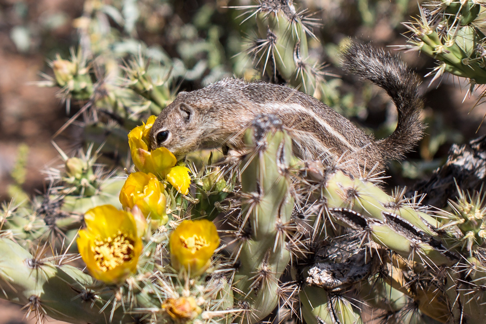 Prickly Perch in Phoenix, Arizona