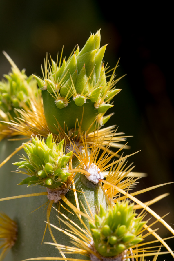 Young Spines in Phoenix, Arizona