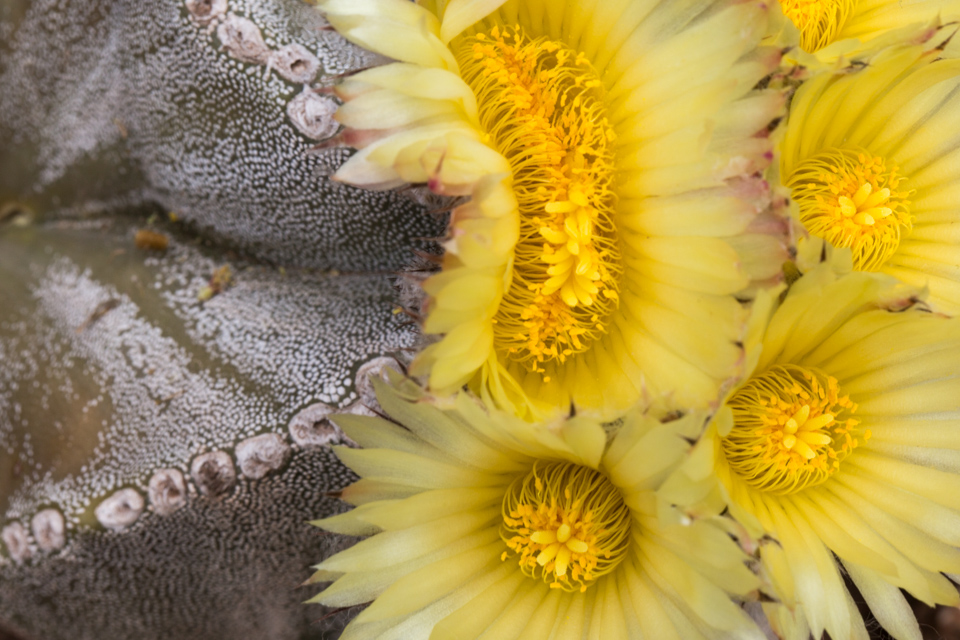 Flower Clusters in Phoenix, Arizona