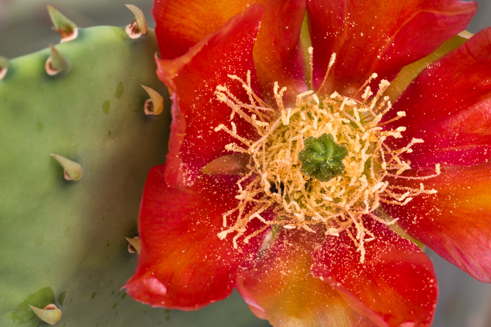 Pollen Everywhere in Phoenix, Arizona