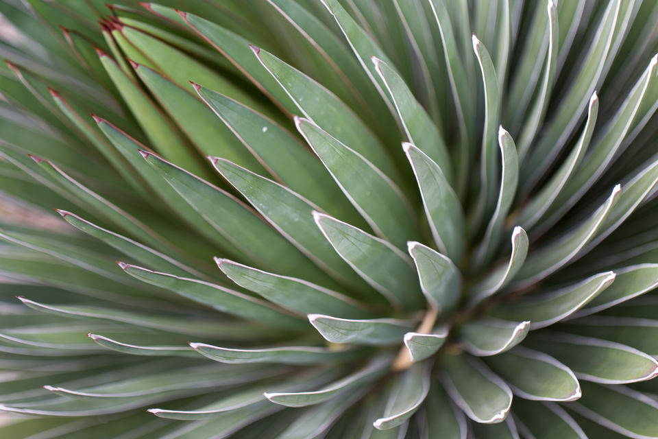 Yucca in Phoenix, Arizona