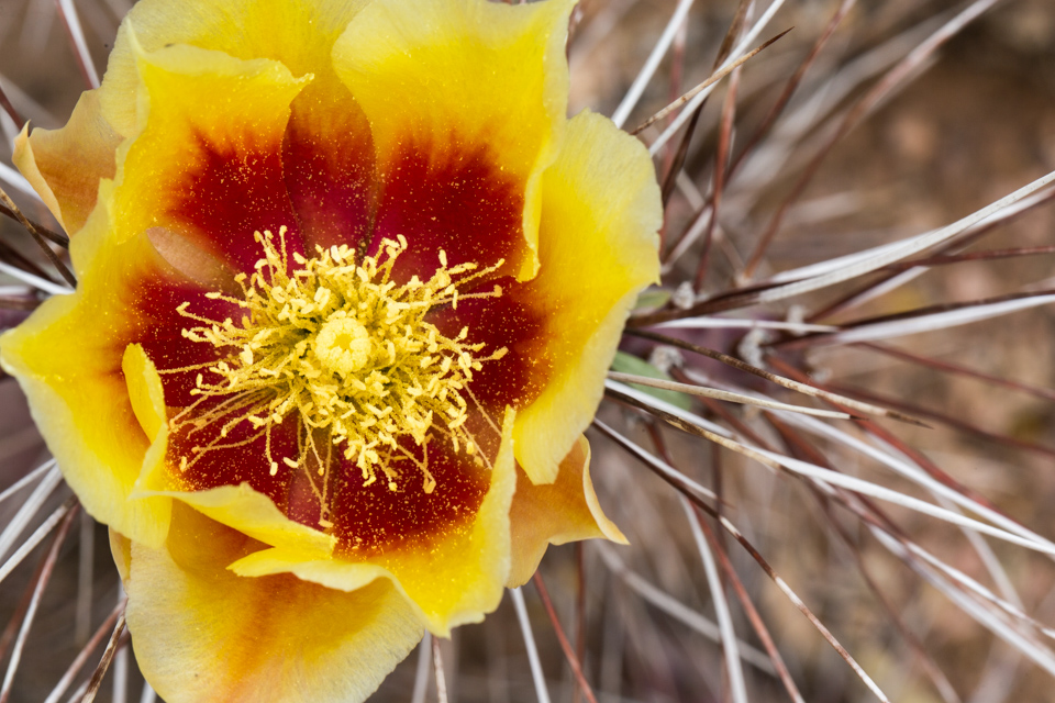 Flower and Spines in Phoenix, Arizona