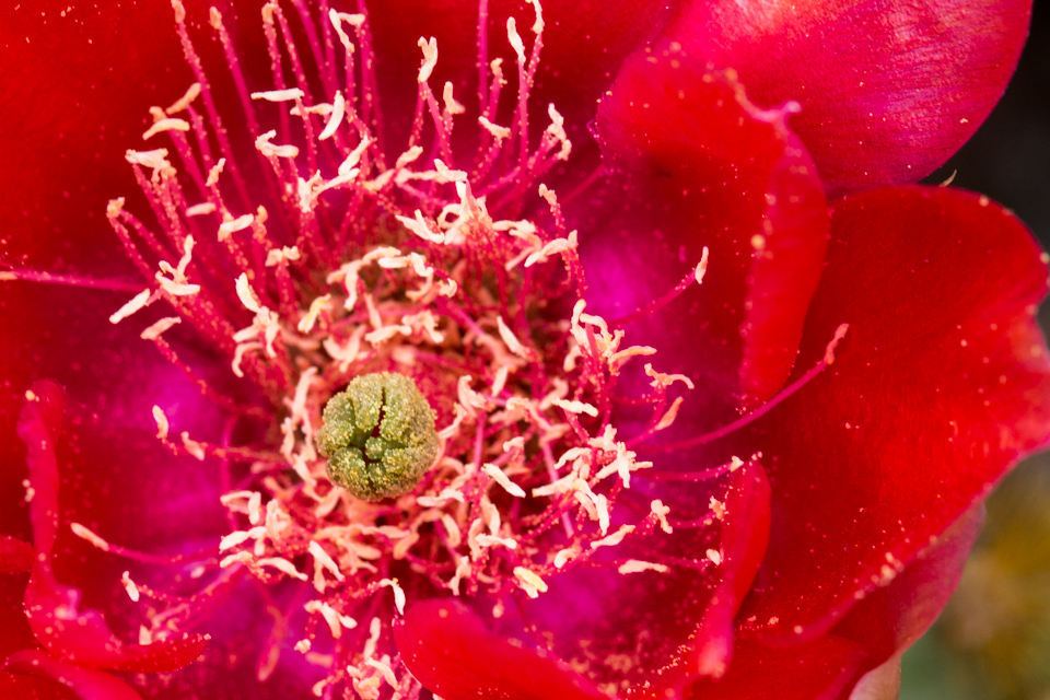 That is Red in Phoenix, Arizona