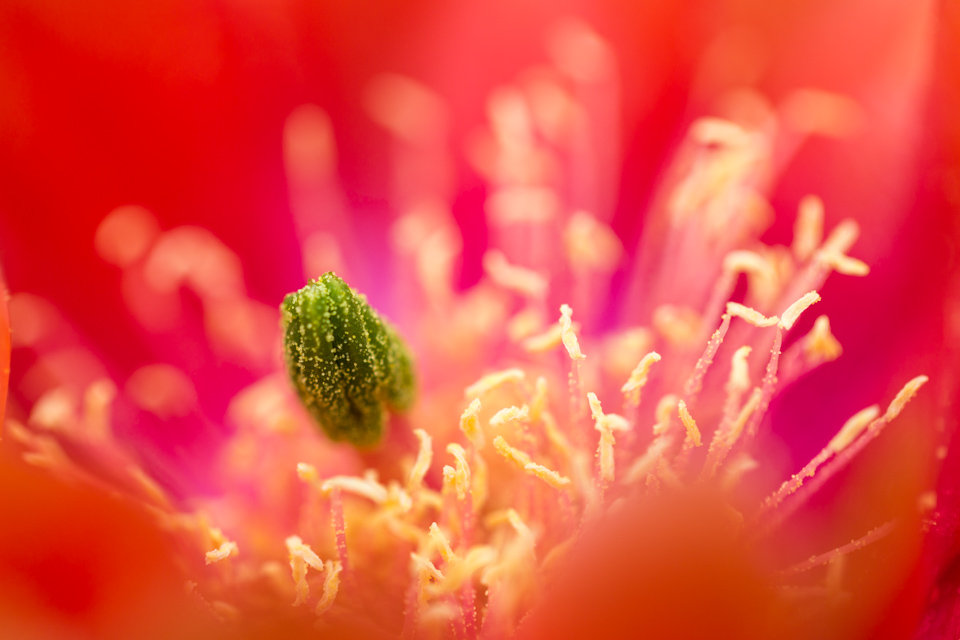 Inside the Flower in Phoenix, Arizona