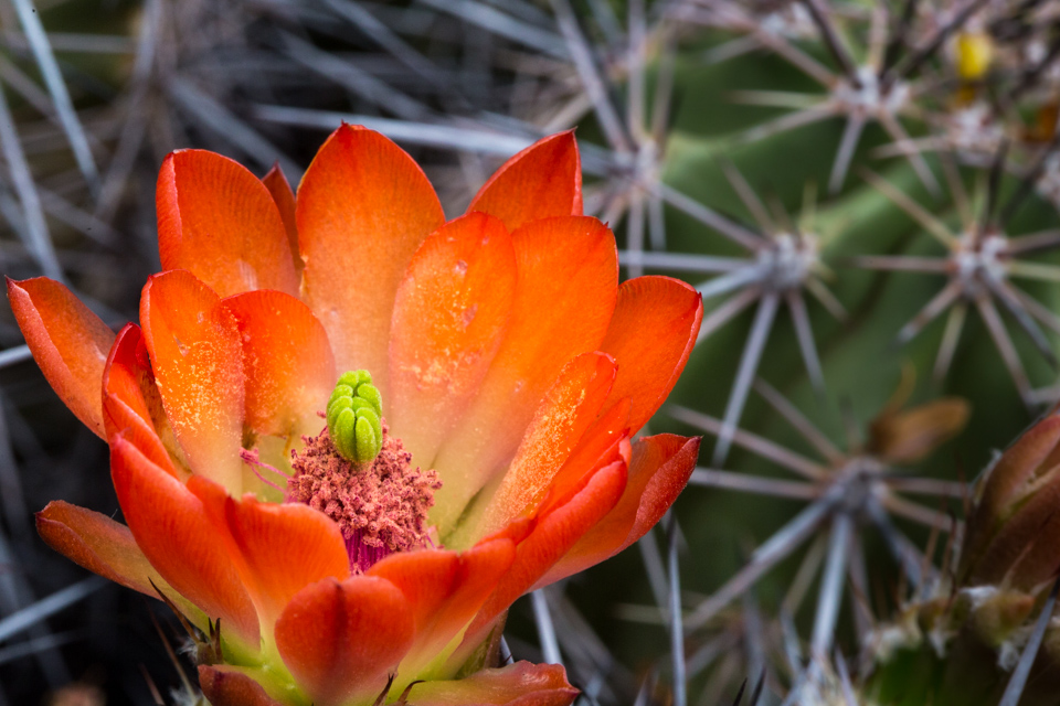 Flame in Phoenix, Arizona