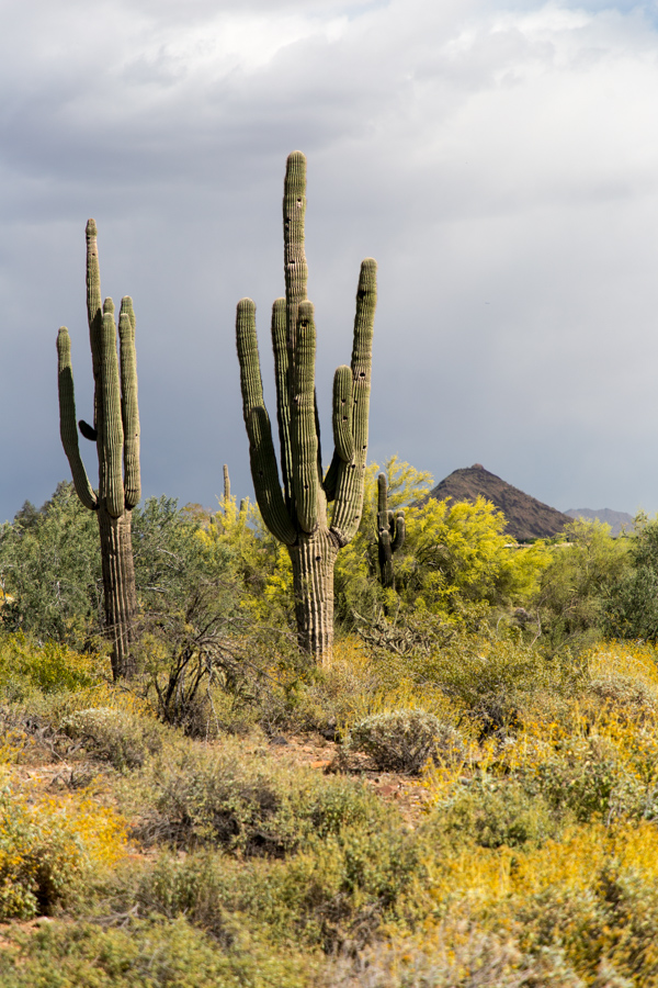 Desert in Scottsdale, Arizona