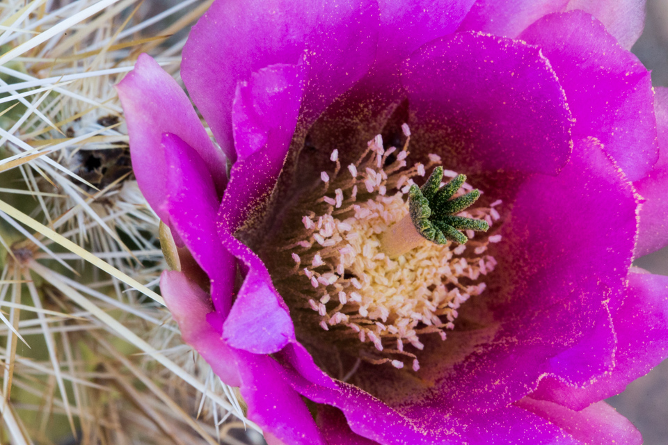 Hedgehog Flower in Phoenix, Arizona