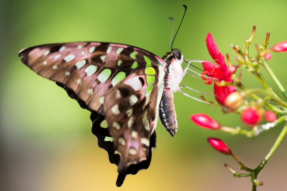 Butterfly in Scottsdale, Arizona