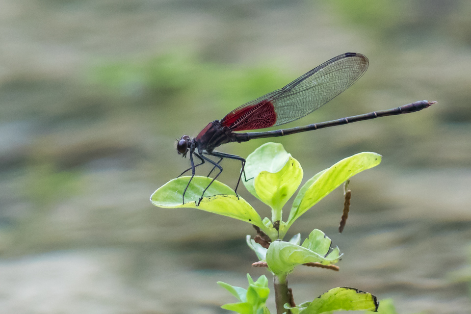 Dragonfly Perch in Austin, Texas