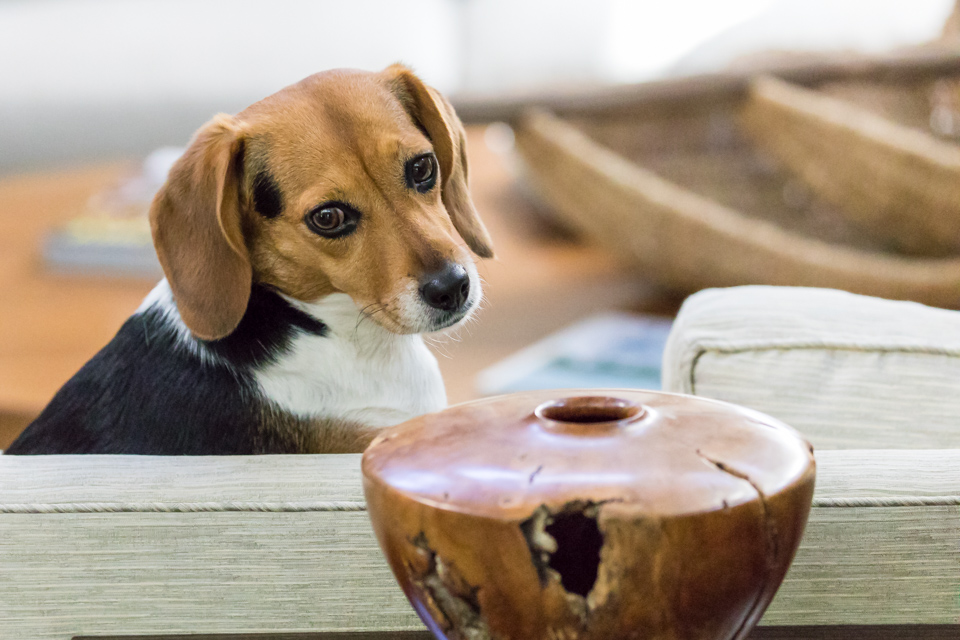 Food Bowl? in Highlands, North Carolina