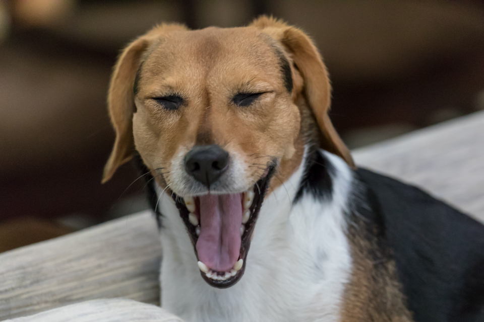 Sleepy Beagle in Highlands, North Carolina