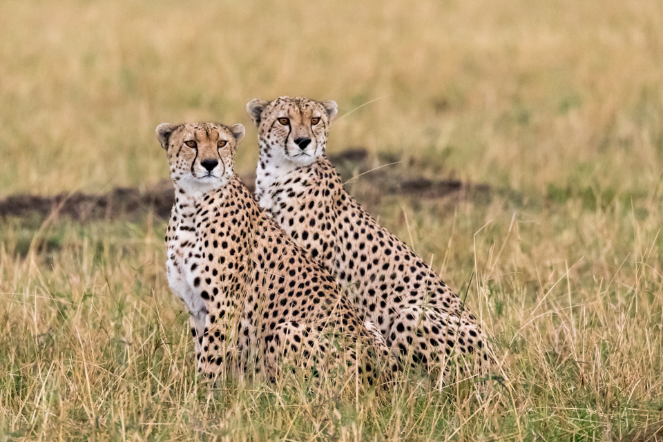 Cool Cats in Serengeti, Tanzania