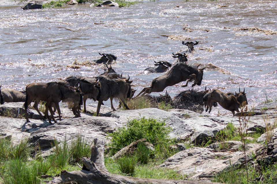 River Crossing in Serengeti, Tanzania