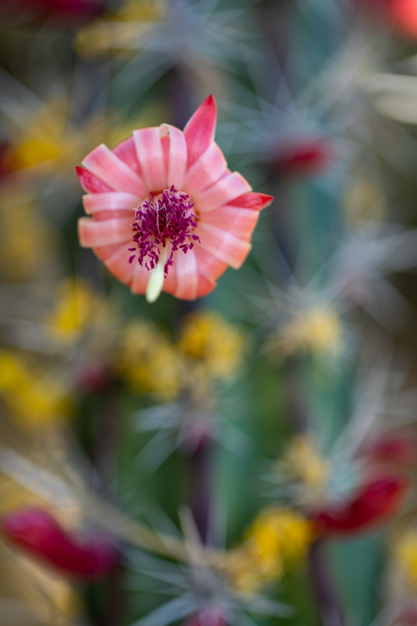 Little Blossom in Phoenix, Arizona