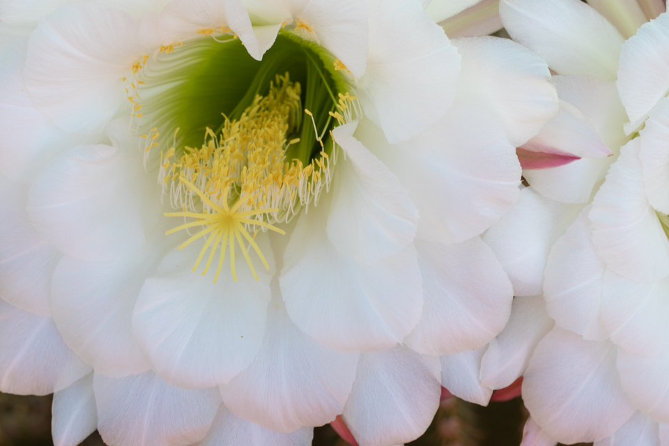 Big Blossom in Phoenix, Arizona