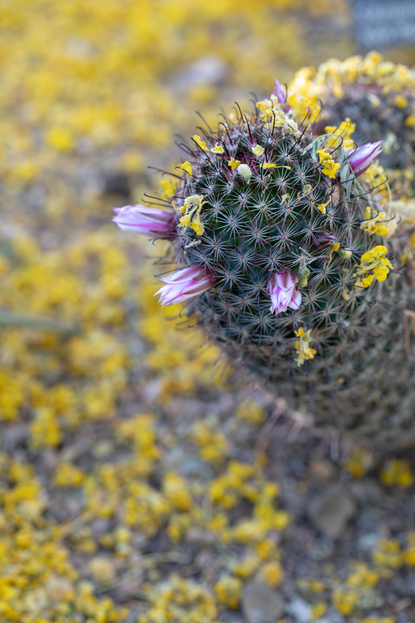 Covered in Petals in Phoenix, Arizona