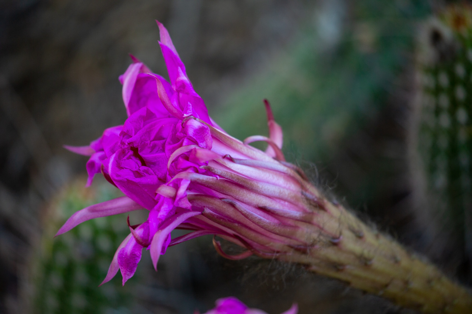 End of Life in Phoenix, Arizona