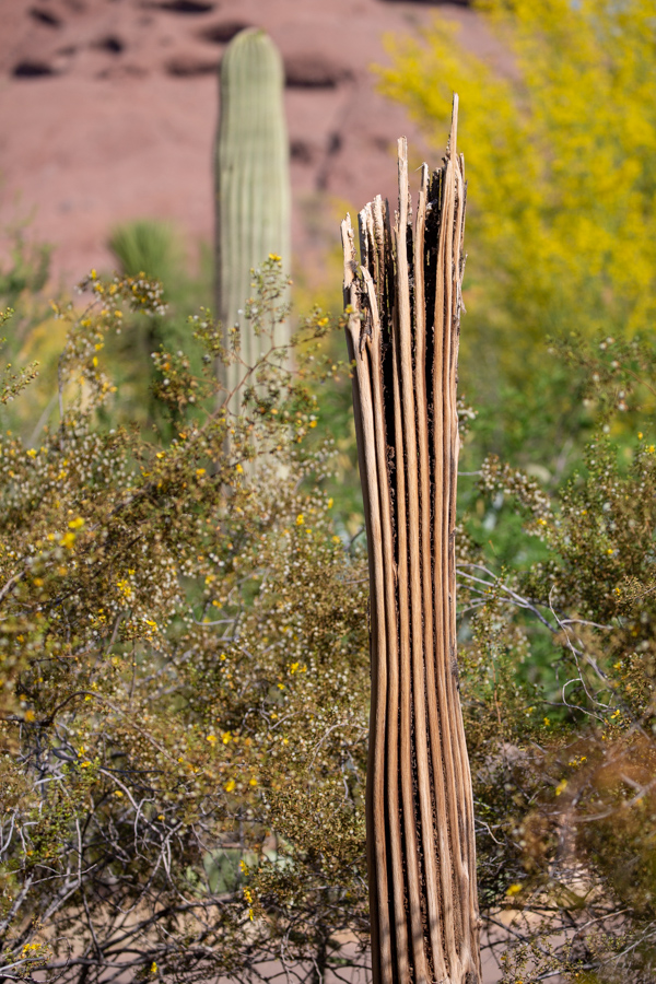 Skeleton  in Phoenix, Arizona