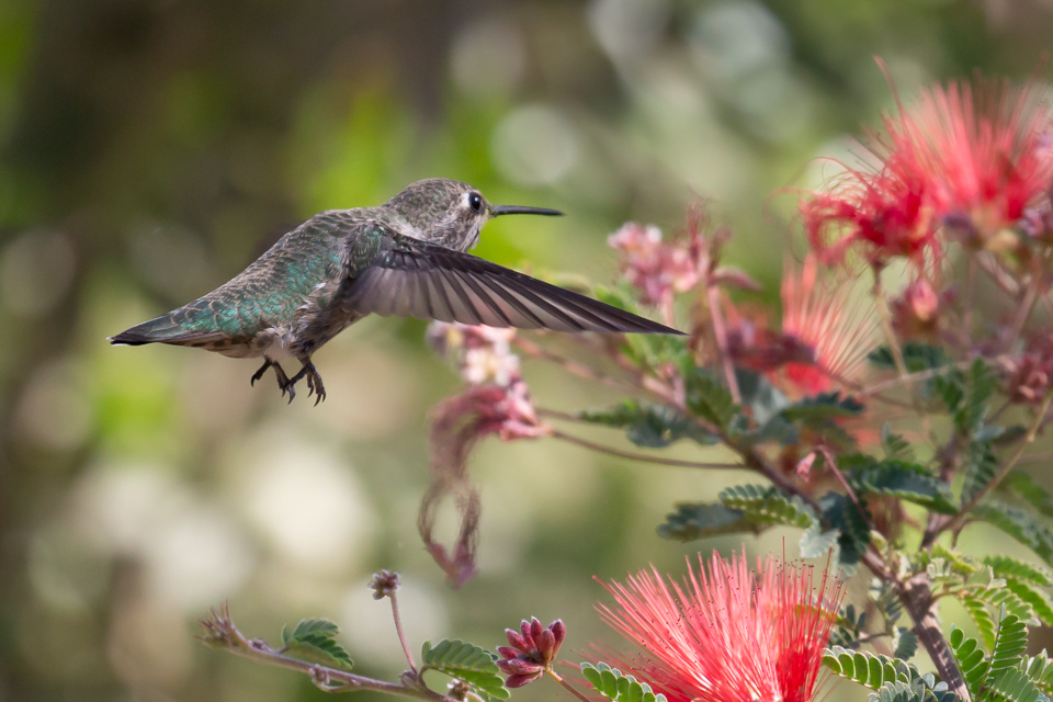 In Flight in Phoenix, Arizona